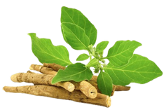Ashwagandha (Withania somnifera) Rt.