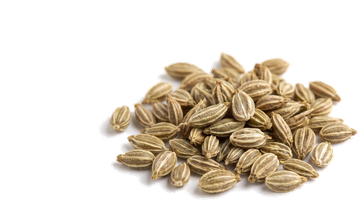 Ajwain (Trachyspermum ammi) sd.