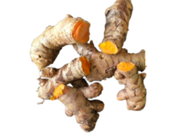 Haridra (Curcumin Longa) Rz.