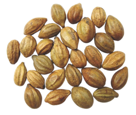 Haritaki (Terminalia chebula) Fr.