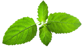 Tulsi (Ocimum tenuiflorum) Lf.